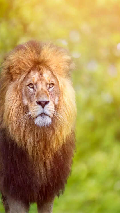 Wildlife Safari Destinations Asia: Uncover Exotic Adventures Wildlife Safari Destinations Asia: Uncover Exotic Adventures