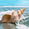 The famous conch