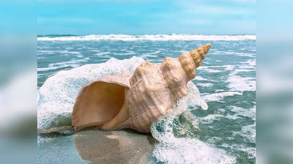 The famous conch