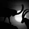 Battle by the Moon