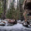 Grizzly Leftovers