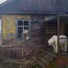 House of Bears 