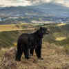 Spectacled Bear’s Slim Outlook 