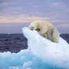 Ice Bed 