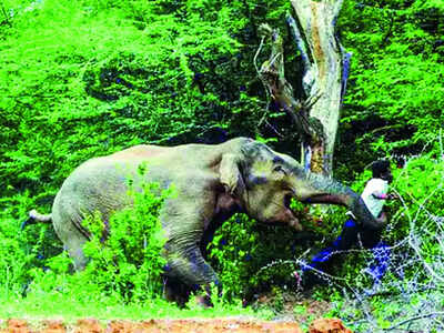 Elephant Attack Human Wild Elephant Kills Man In Kerala, Sparking