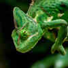 Why do wild animals make for such compelling subjects in photography?