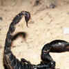 Article image for: Scorpion