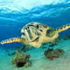 Hawksbill Turtle