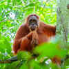 Sumatran Orangutan 