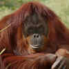 Tapanuli Orangutan