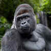 Mountain Gorillas