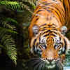 Sunda Island Tiger