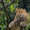 Amur Leopard