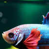 10 fishes that can be kept in small home aquariums