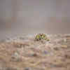 ​ “Peekaboo” by Shane Keena