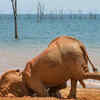 ​“Joy of a Mud Bath 2. The Face Plant” by Vicki Jauron 