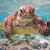 “Terry the Turtle Flipping the Bird” by Mark Fitzpatrick