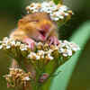 “The Laughing Dormouse” by Andrea Zampatti