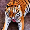 ​The beauty of capturing wildlife on lens