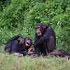 ​Do animals understand humour?