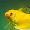 Intelligent fish species to keep in home aquariums