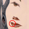 The birds