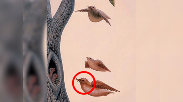 The birds