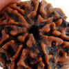 ​Two-Faced Rudraksha (Do Mukhi):​