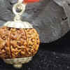 ​Three-Faced Rudraksha (Teen Mukhi):​