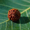 ​Five-Faced Rudraksha (Panch Mukhi):​