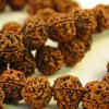 ​Rudraksha​