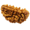 ​One-Faced Rudraksha (Ek Mukhi):​