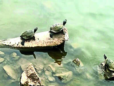 Raised Turtle Pond