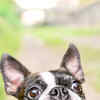 10 dog breeds that are considered to bring good luck