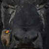 ​The Ox’s Friend by Lakshitha Karunarathna