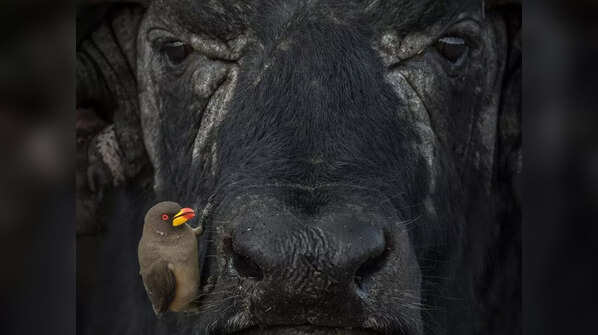 The Ox’s Friend by Lakshitha Karunarathna
