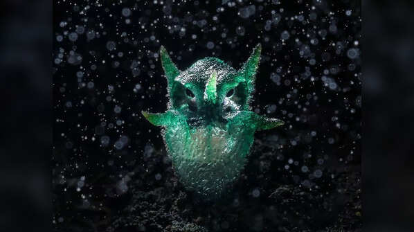 Fungus Owl by Chatree Lertsintanakorn
