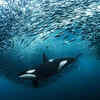Female Orca by Andy Schmid