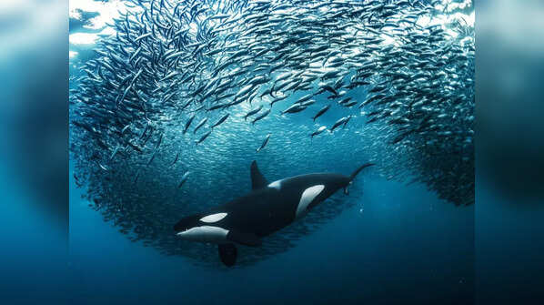 Female Orca by Andy Schmid
