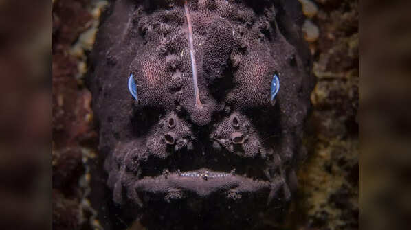 Black Anglerfish by Nicolas Remy