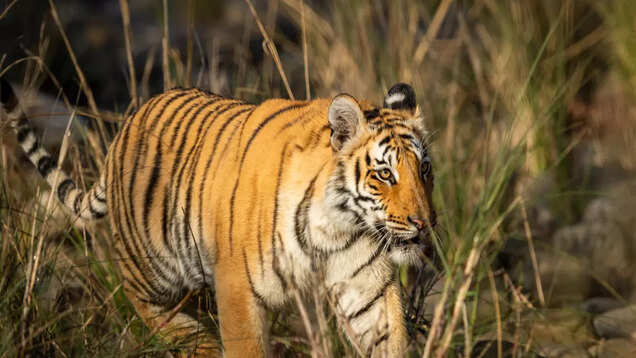 Best places to see tigers in Uttar Pradesh