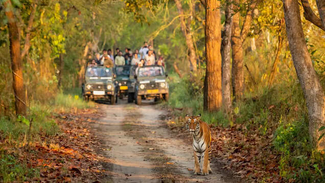 Best places to see tigers in Uttar Pradesh