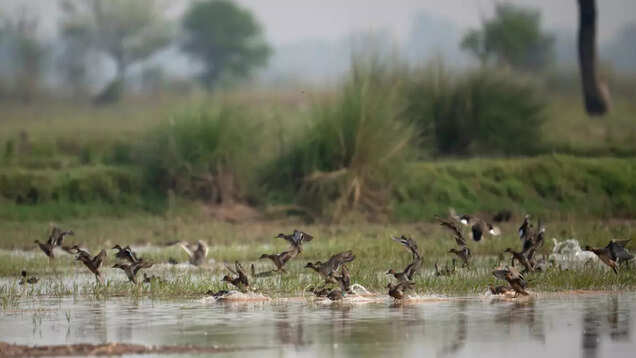 Best places to see tigers in Uttar Pradesh