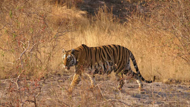 Best places to see tigers in Uttar Pradesh