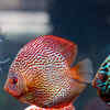 10 peaceful fishes that can be kept with others in home aquariums
