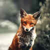 Article image for: Red <i class="tbold">fox</i>
