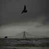Monsoon view of Bandraworli link Mumbai