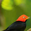 Article image for: Red-<i class="tbold">cap</i>ped Manakin
