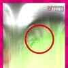Article image for: Netizens Spot Snake Inside 'Bigg Boss' House; Makers Say, 'Clip Doctored'