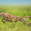 8 health lessons humans can learn from the animal world